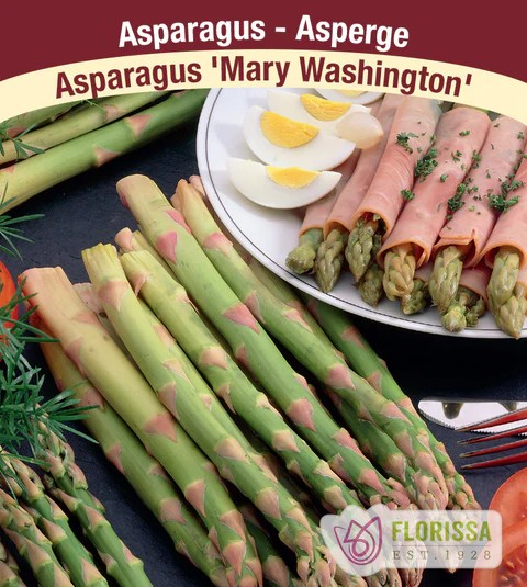 Pkg.8 ASPARAGUS Mary Washington