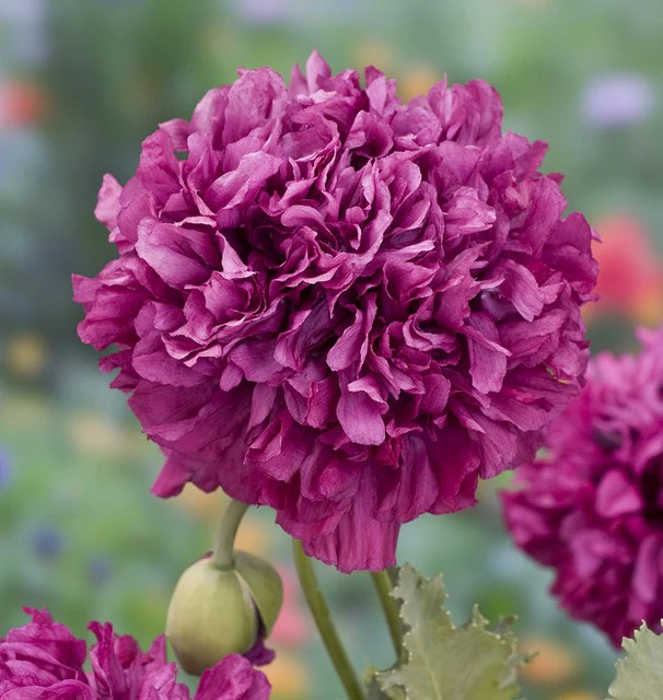 Poppies - Purple Peony