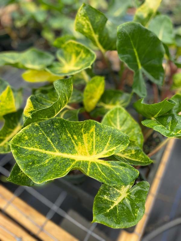 Alocasia 'New Guinea Gold'