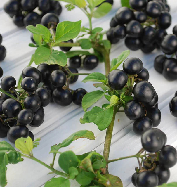 Solanum - Garden Huckleberry