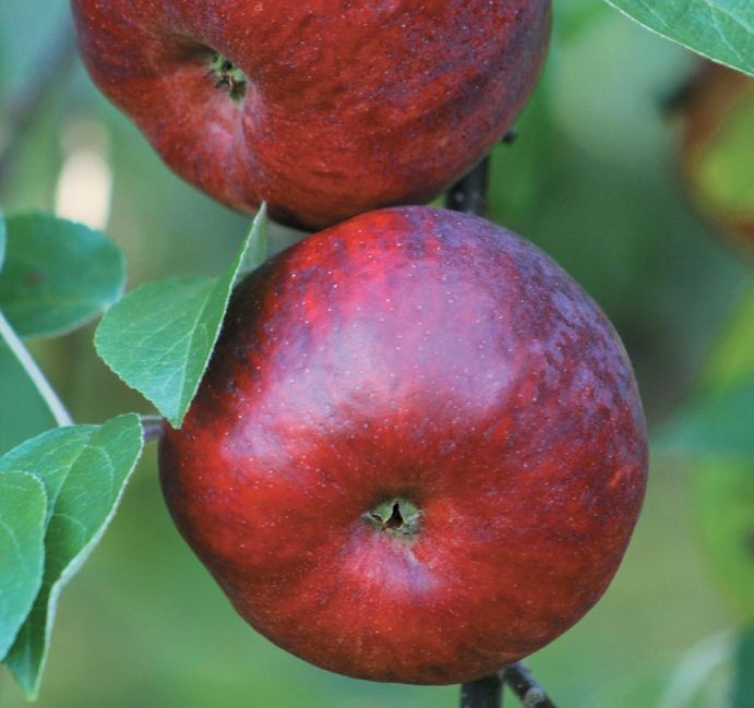 Apple - Malus 'Nova Mac'
