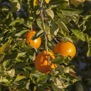 Citrus x tangelo
