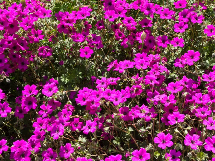 Geranium subcaulescens 'Giuseppe'