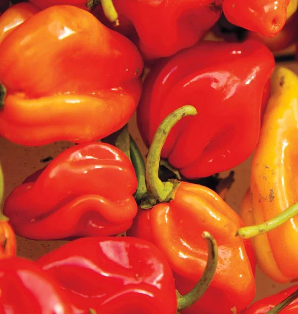 Peppers - Habanero