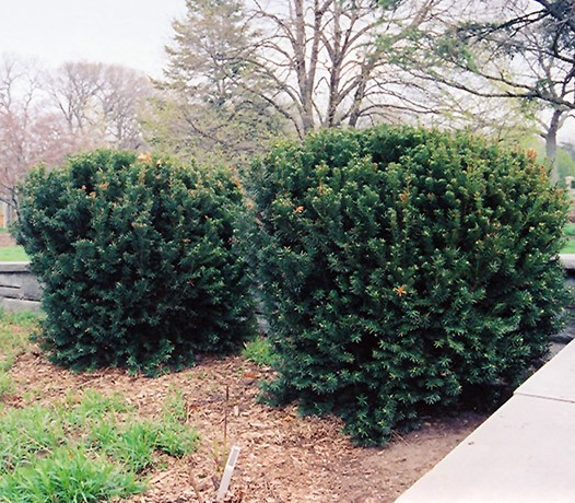 Taxus media 'Hillii'