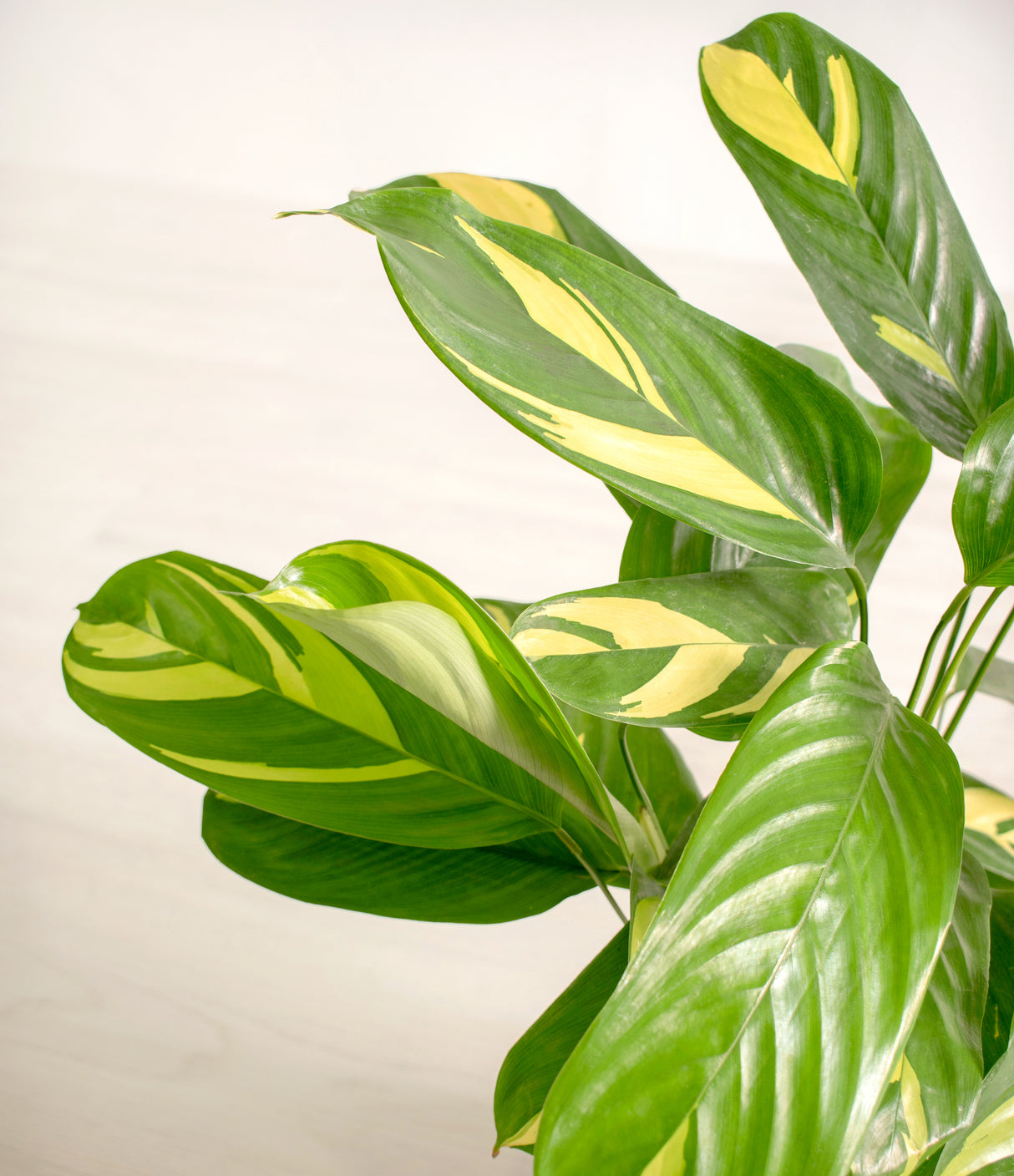 Ctenanthe lubberisana 'Golden Mosaic'