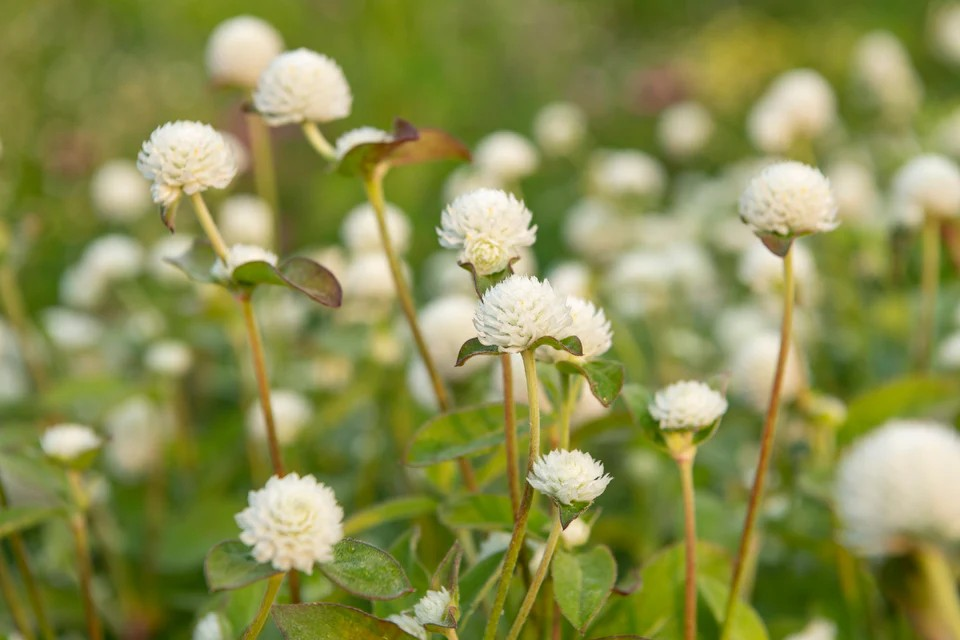 Gomphrena - White