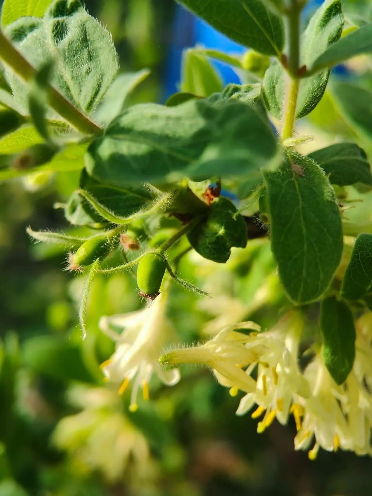 Lonicera caerulea 'Boreal Beauty & Boreal Beast' Pair