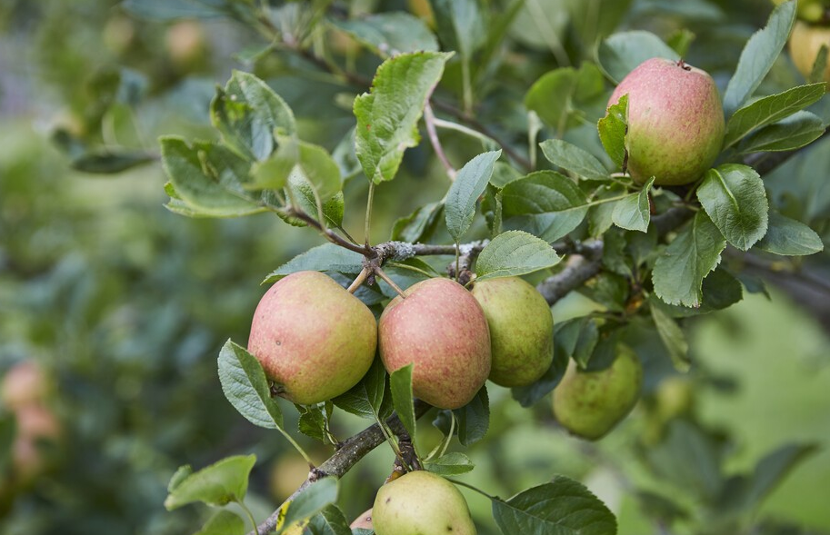 Apple - Malus 'Old Pearmain'