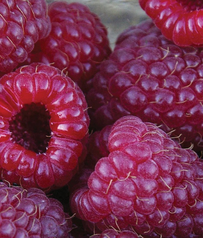 Raspberry - Purple
