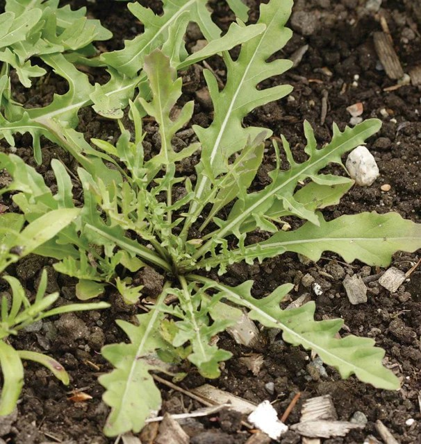 Arugula - Wild (Sylvetta)