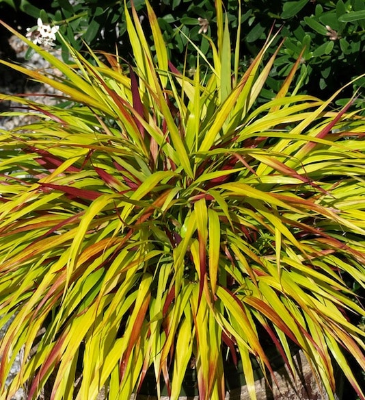 Hakonechloa macra 'Sunflare'
