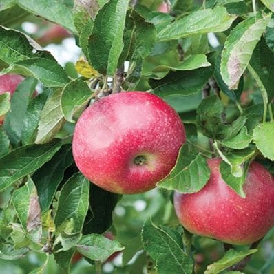 Apple - Malus 'Hardi-Mac'