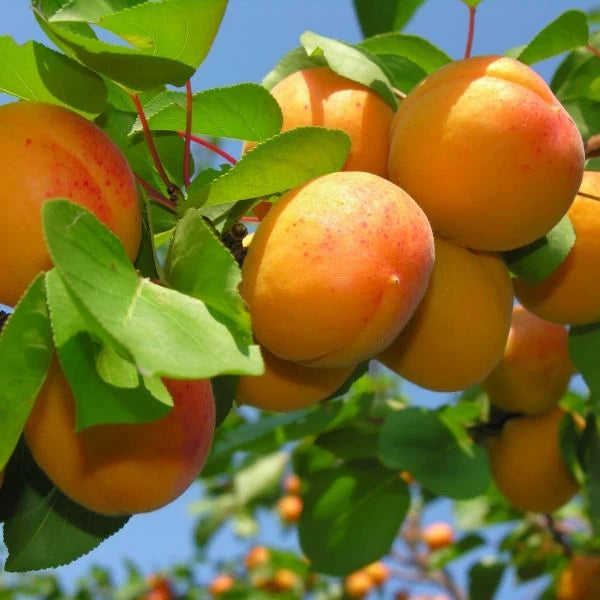 Apricot - Prunus armeniaca 'Harglow'