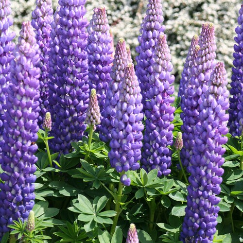Lupine West Country 'Persian Slipper'