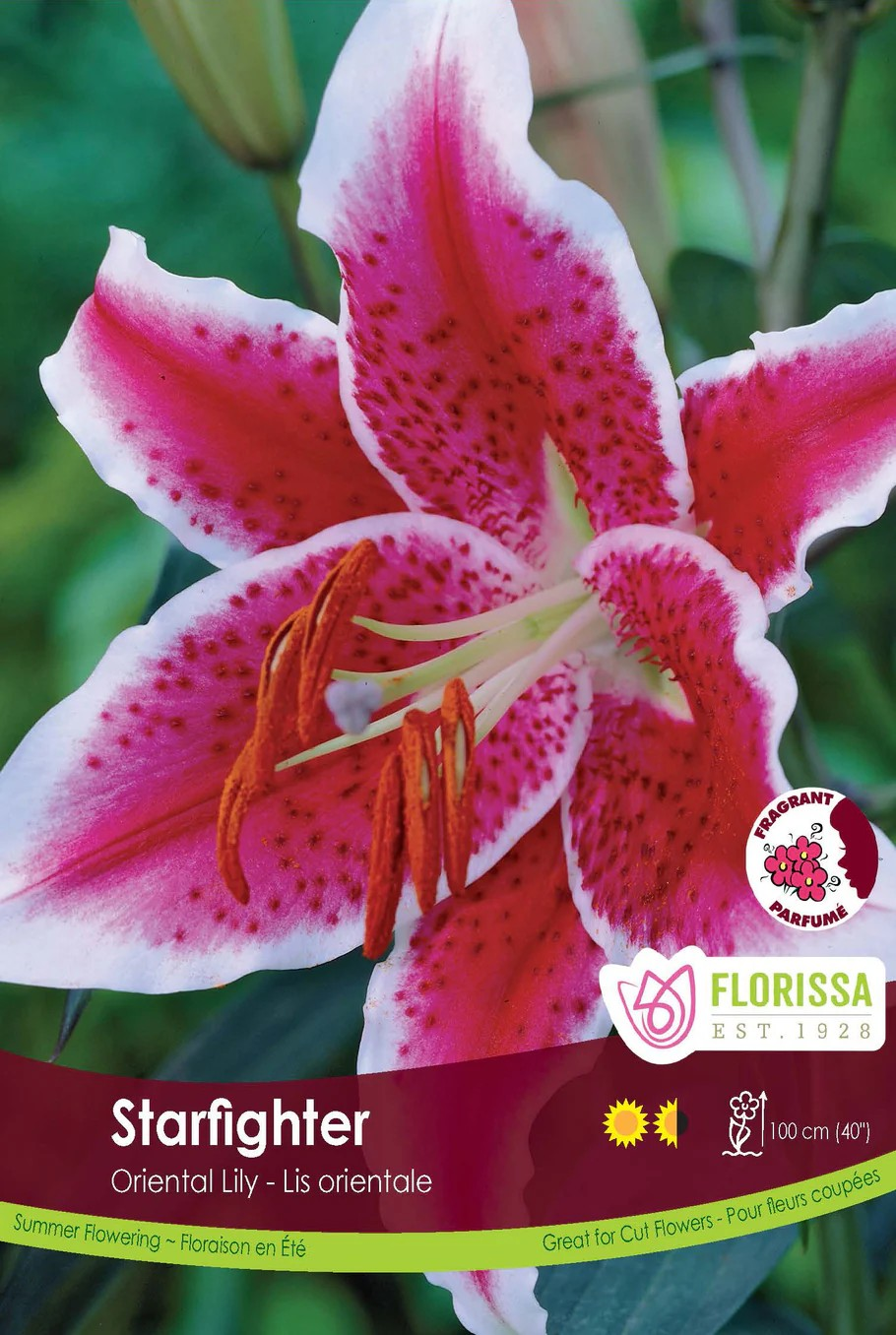 Lilium oriental 'Stargazer'