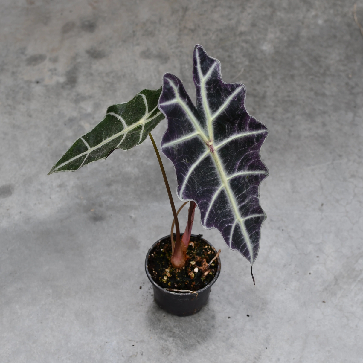 Alocasia 'Purpley'