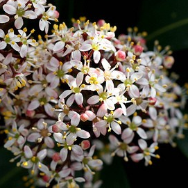 Skimmia japonica 'Rubinetta'