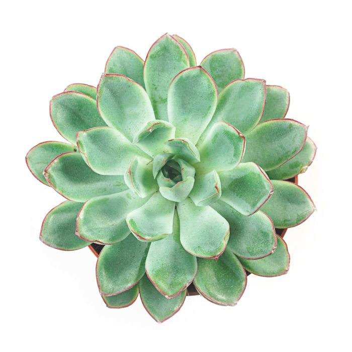 Echeveria 'Roadrunner'