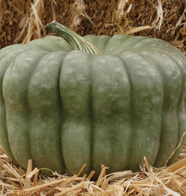 Squash - Queensland Blue
