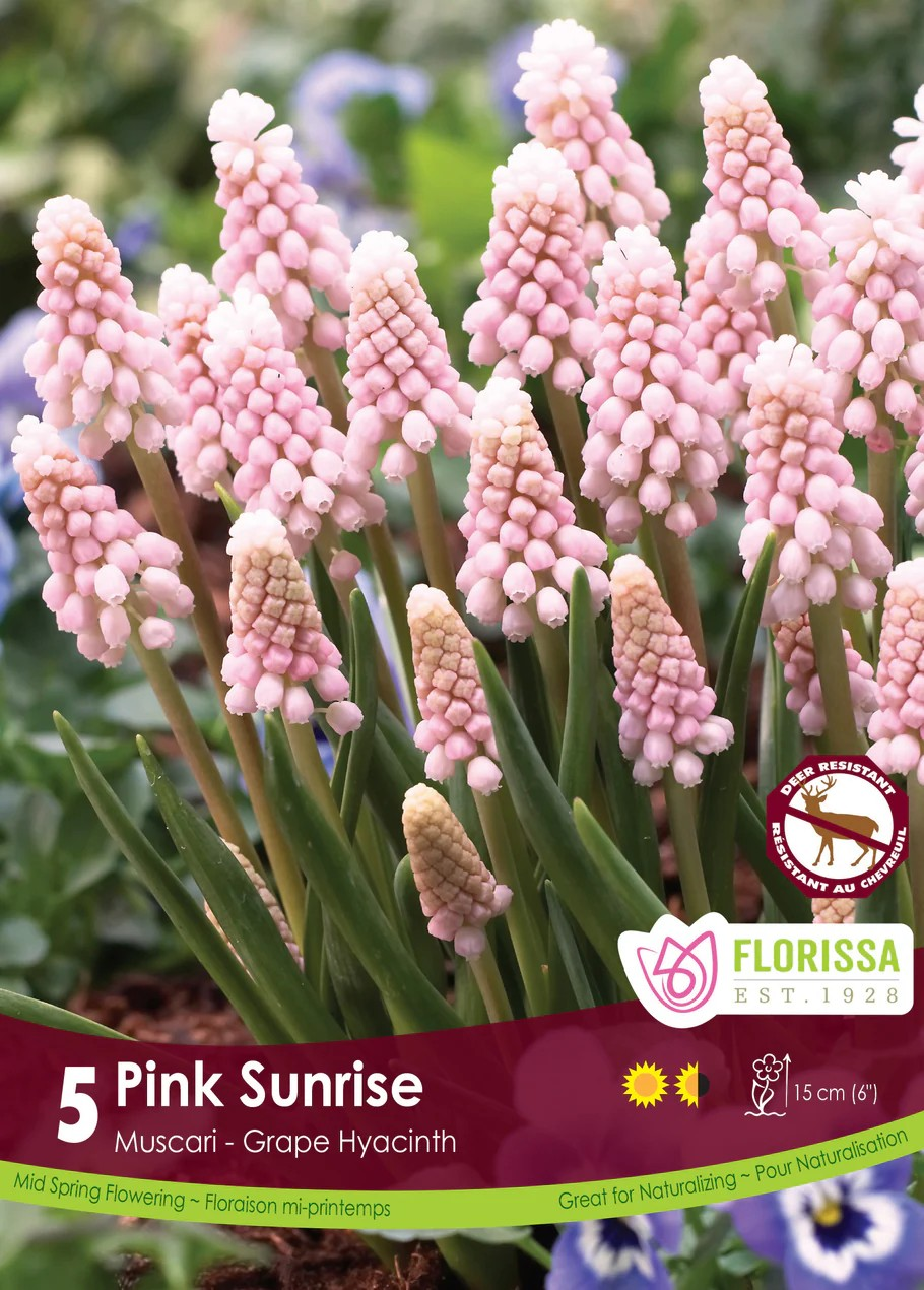 Muscari 'Pink Sunrise'