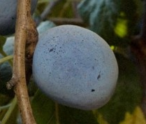 Plum - Prunus Domestica 'Brooks'