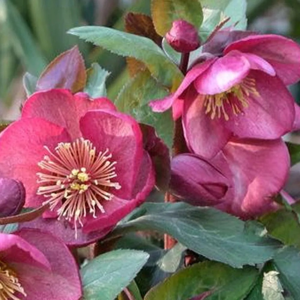 Helleborus 'Frostkiss Charmer'