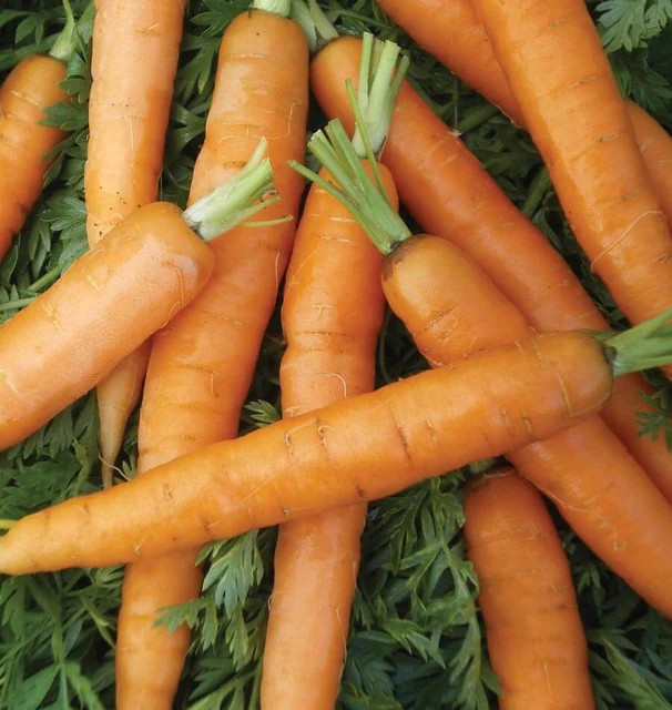 Carrots - Little Fingers