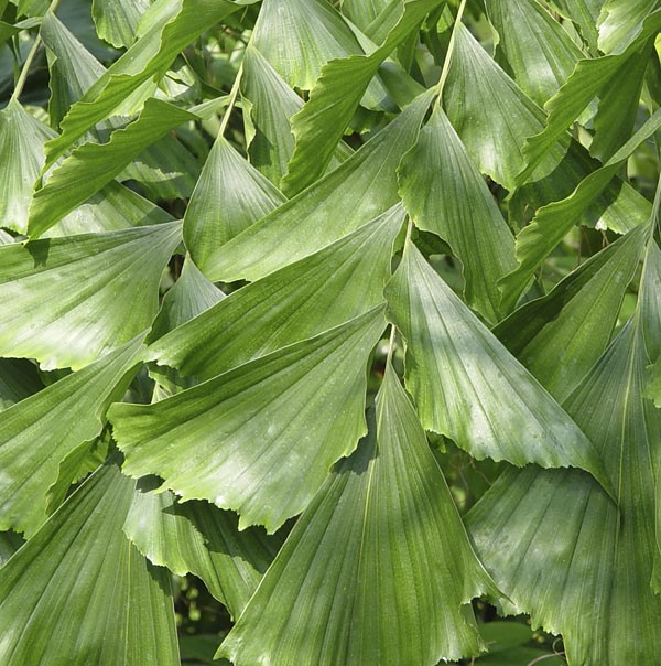 Caryota maxima 'Himilaya'
