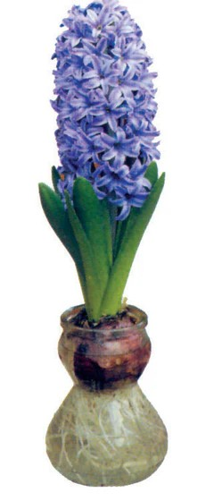 Hyacinth Clear Glass Vase