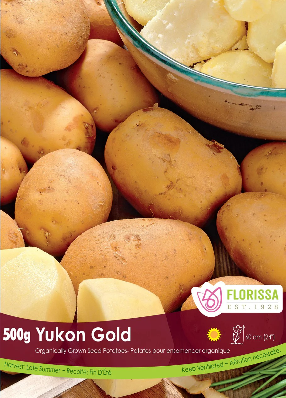 POTATOES - Yukon Gold
