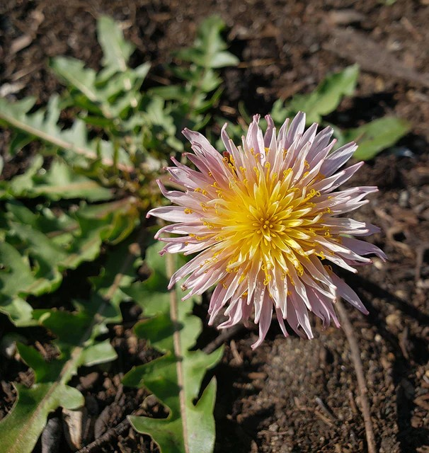 Wildflowers - Pink Dandelion