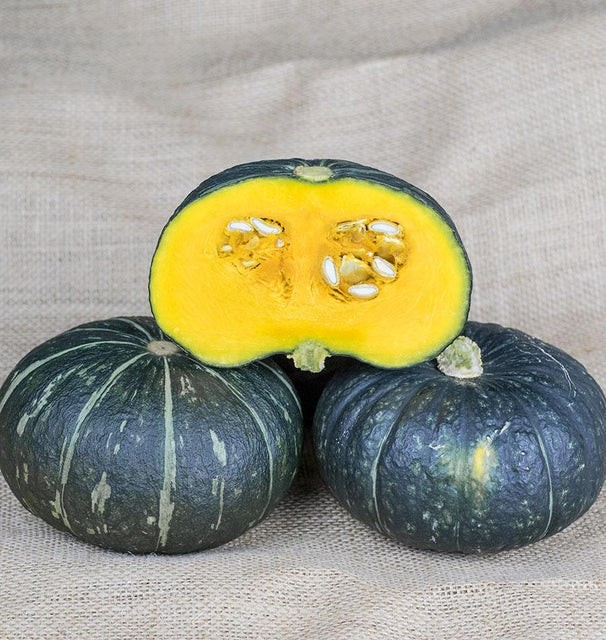 Squash - Kurinishiki Mini