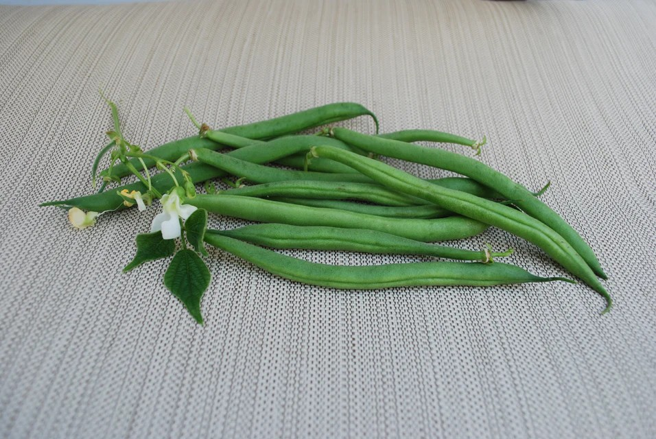 Bush Bean - Derby