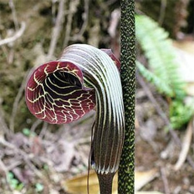Arisaema Griffithii