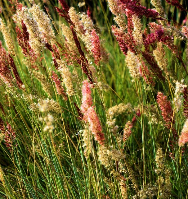 Ornamental Grass - Ruby Grass
