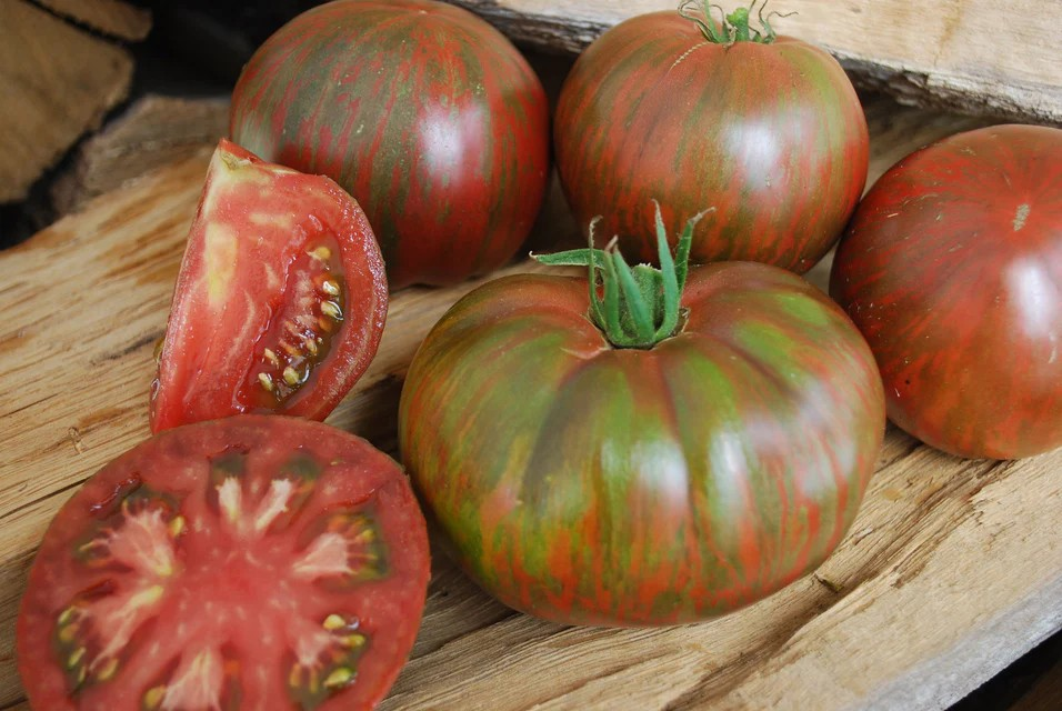 Tomatoes - Pink Berkeley Tie Dye