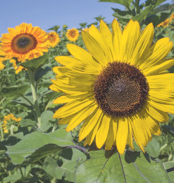 Sunflowers - Tall Blend