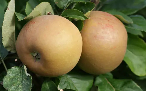 Apple - Malus 'Zabergau'