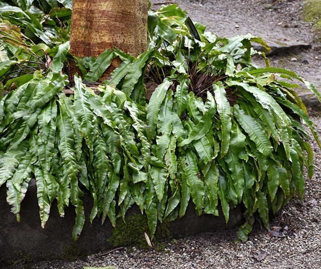 Asplenium scolopendrium