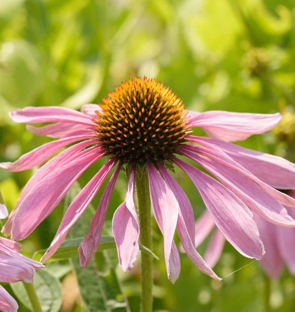 Echinacea - Purple Coneflower