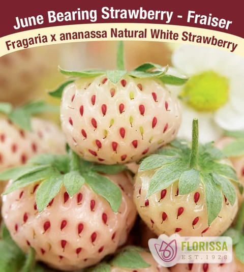 Strawberry - Natural White