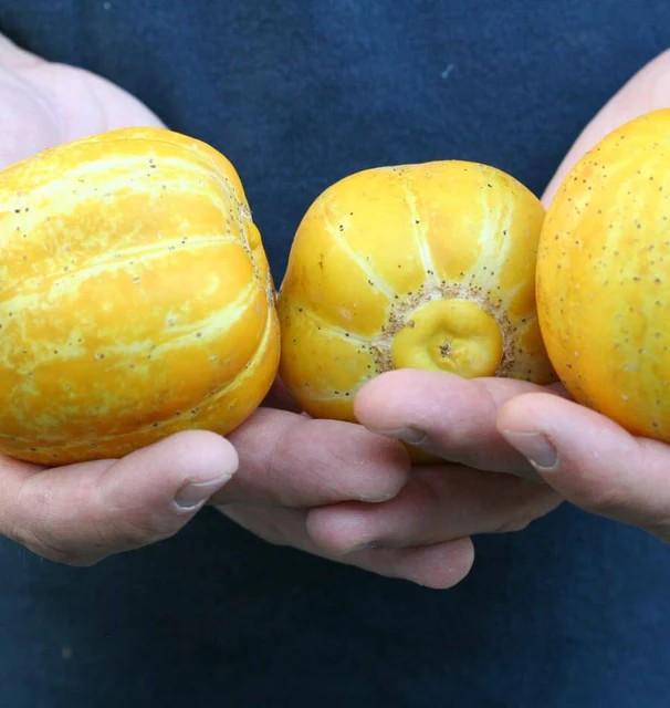 Cucumbers - Lemon Cucumber