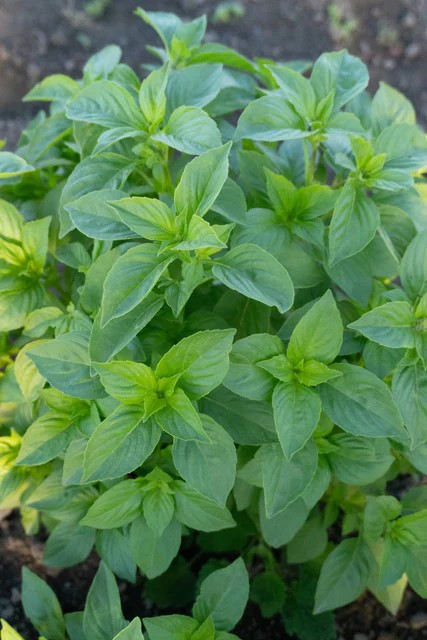 Basil - Helios Lemon
