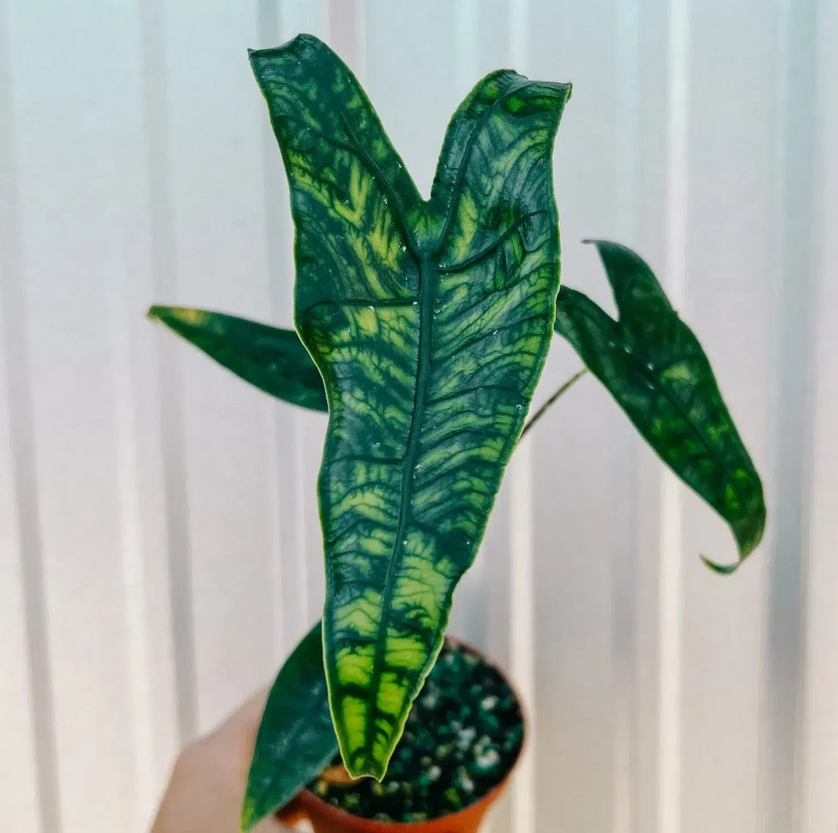 Alocasia reticulata