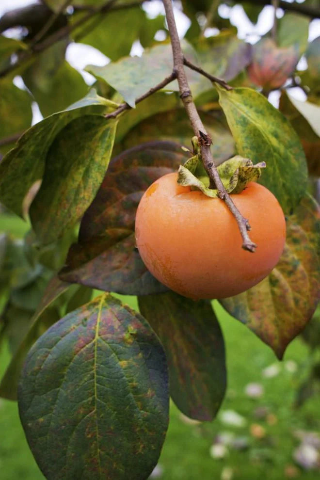 Persimmon-Diospyrus kaki 'Izu'