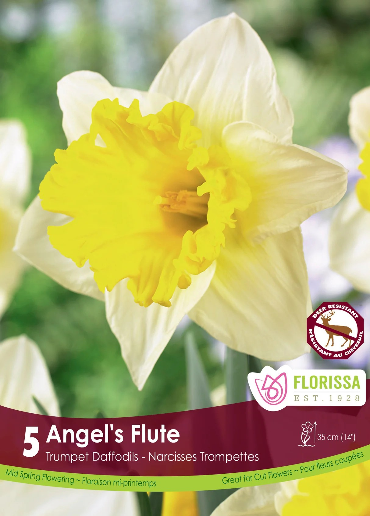 Narcissus Trumpet 'Angels Flute'