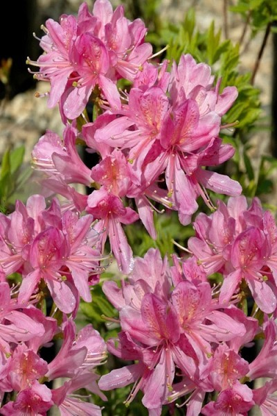 Azalea 'Western Lights'