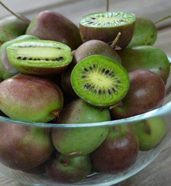 Actinidia arguta 'Prolific'