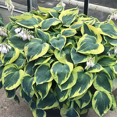 Hosta 'Tootie Mae'